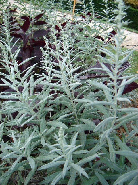 Artemisia ludoviciana 'Silver Queen'